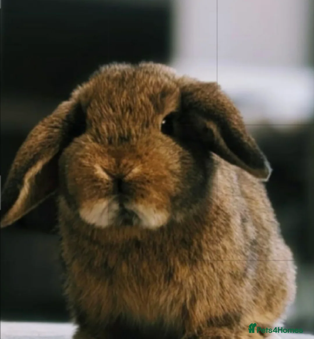 Mini Lop rabbits for sale: 3x Vaccinatinated Mini Lop Does - Advert 3