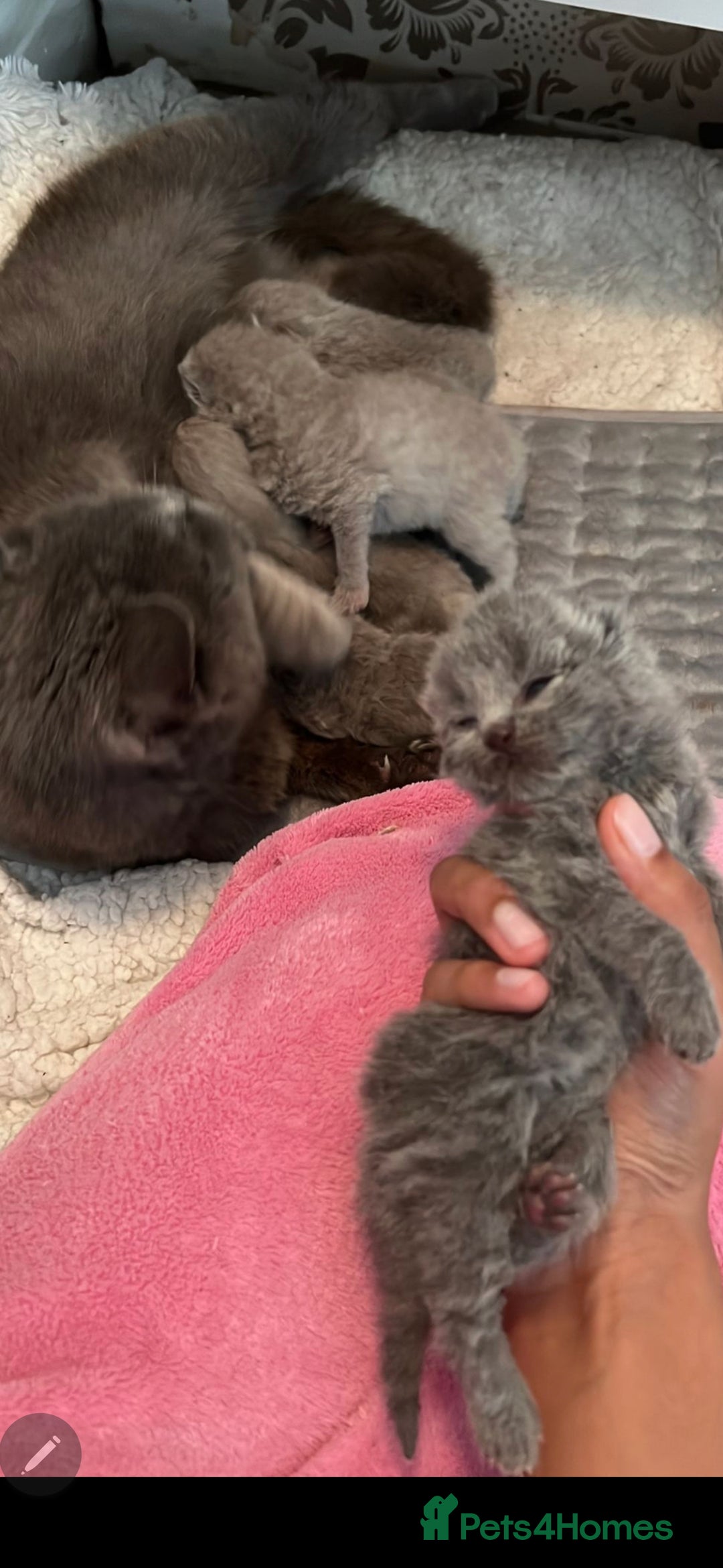British Shorthair cats for sale: Beautiful chunky british shorthair kittens - Image 9