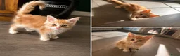 Maine Coon cats for sale: GCCF Maine Coone kittens, tested, vacc, vet check - Advert 4