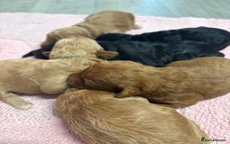 Jackapoo dogs for sale: Beautiful litter of 6 F1B Jackapoos - Image 4