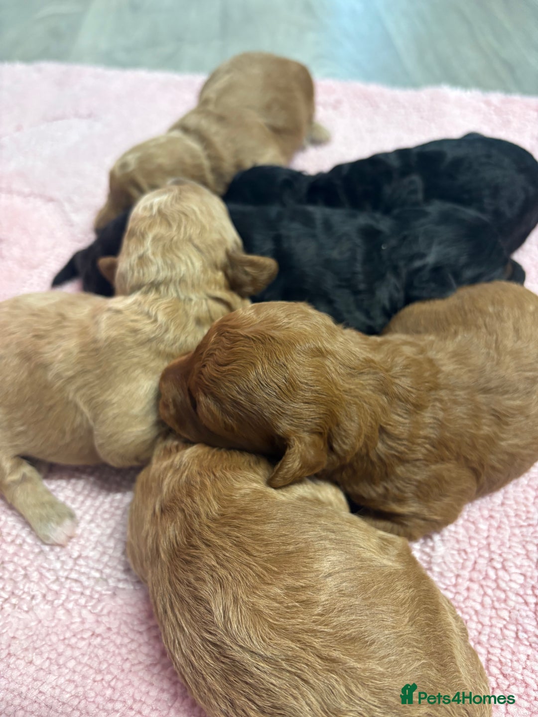Jackapoo dogs for sale: Beautiful litter of 6 F1B Jackapoos - Image 4