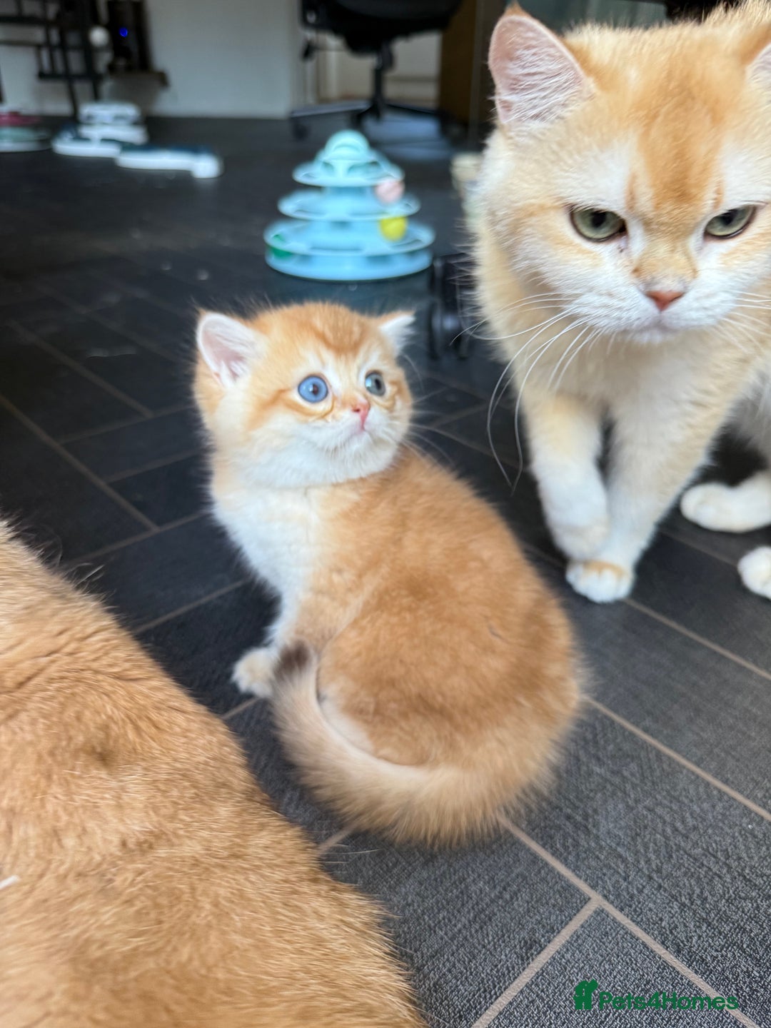 British Shorthair cats for sale: GCCF BSH Last Chocolate Golden Female Kitten Left - Image 26