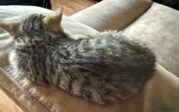 Bengal cats for sale: Gorgeous Bengal / Persian X kittens - Image 20