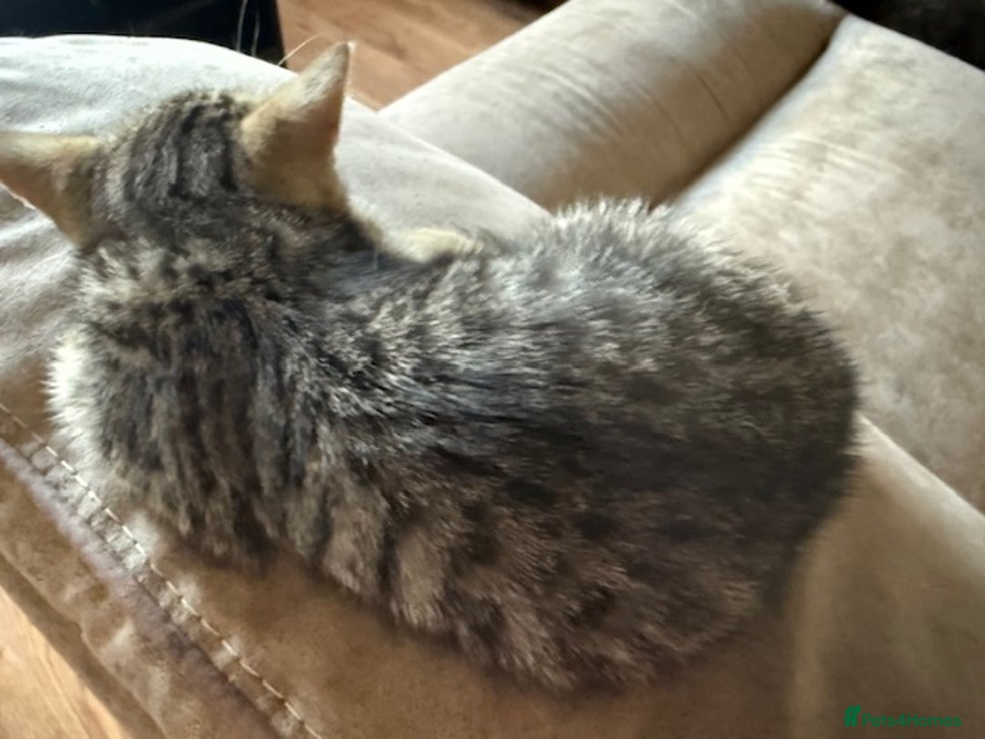 Bengal cats for sale: Gorgeous Bengal / Persian X kittens - Image 20
