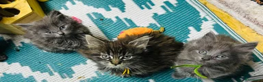Maine Coon Kitten 5