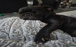 Pug dogs for sale: X2 beautiful male pugs - Image 7