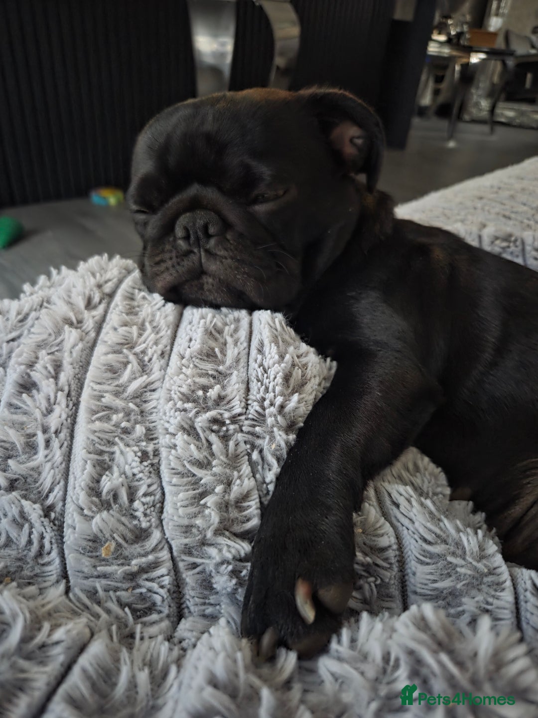Pug dogs for sale: X2 beautiful male pugs - Image 7