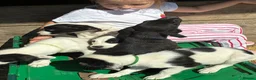 Sprocker dogs for sale: Sprocker puppies  - Advert 2