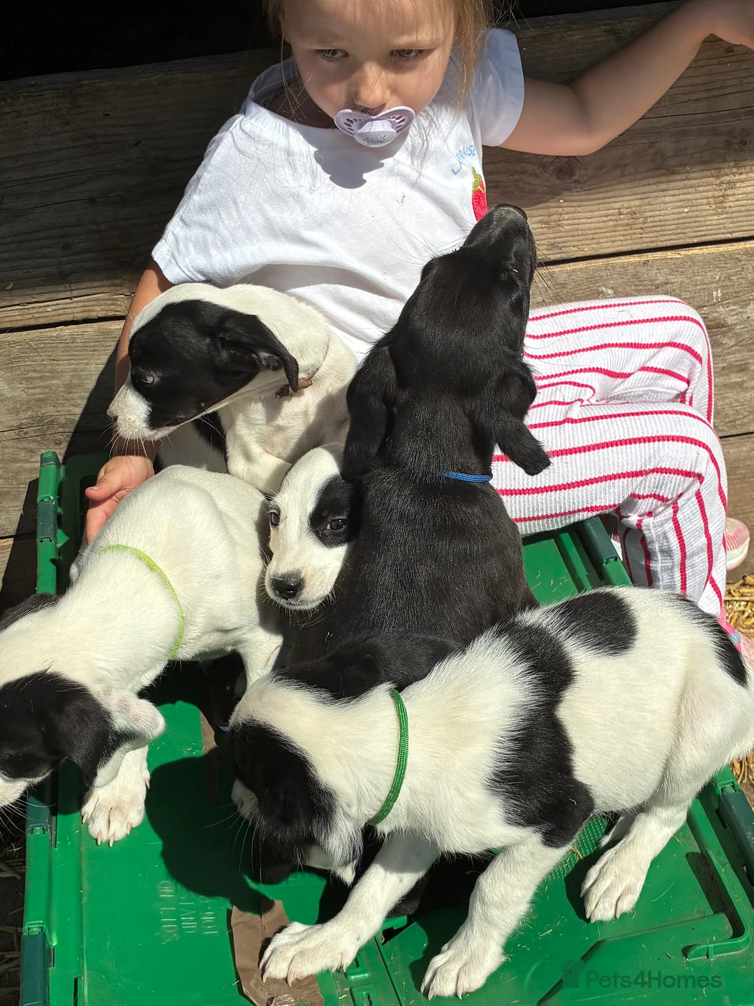 Sprocker dogs for sale: Sprocker puppies  - Advert 2