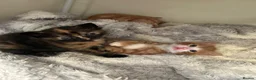 Mixed Breed cats for sale: 2 gorgeous boys  - Advert 5