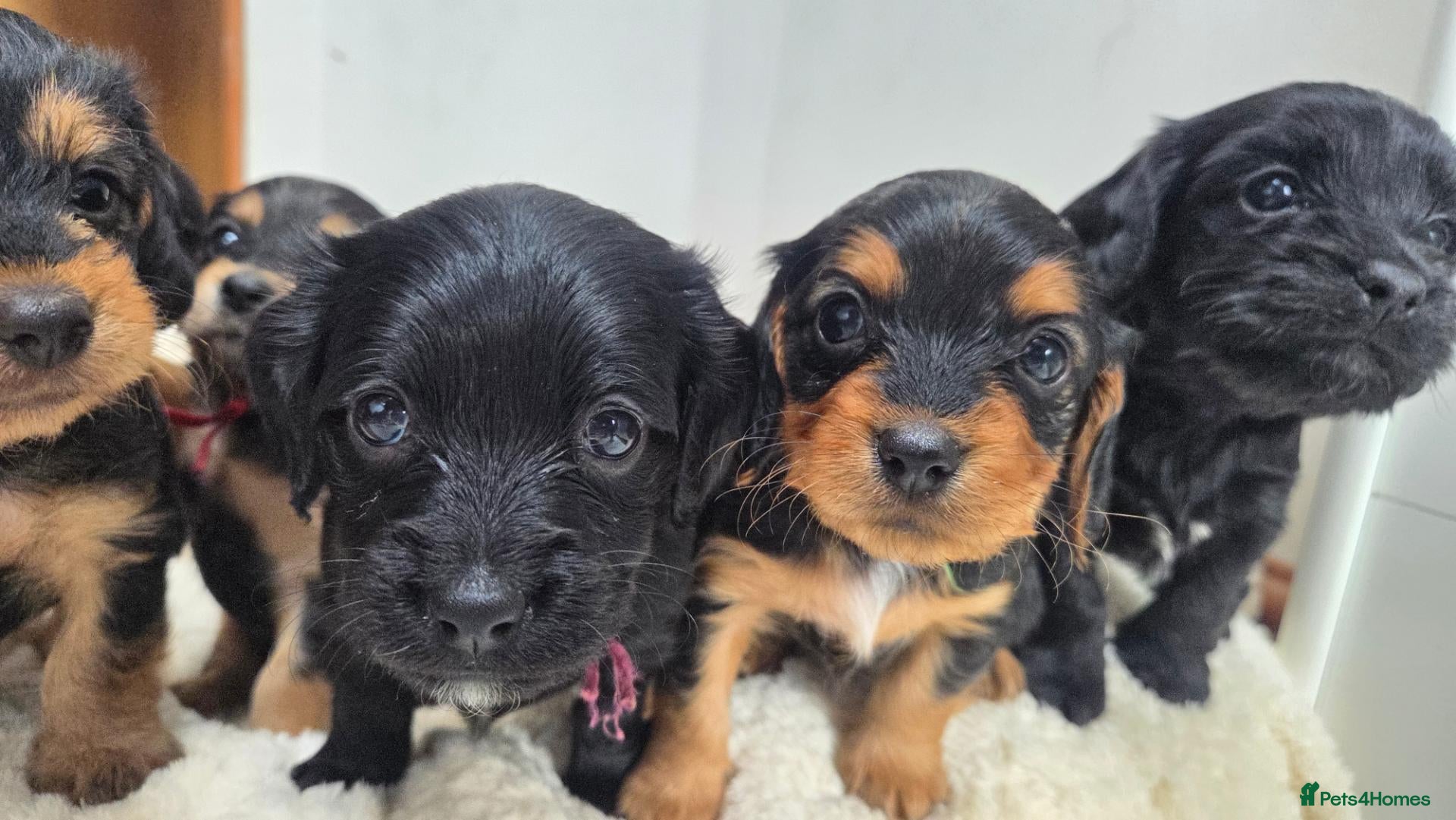 Mixed Breed dogs Corkie pups for sale - Advert 7