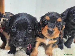 Mixed Breed dogs Corkie pups for sale - Advert 1