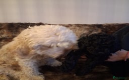 Cavapoo dogs for sale: Black cavapoo puppy  - Advert 8