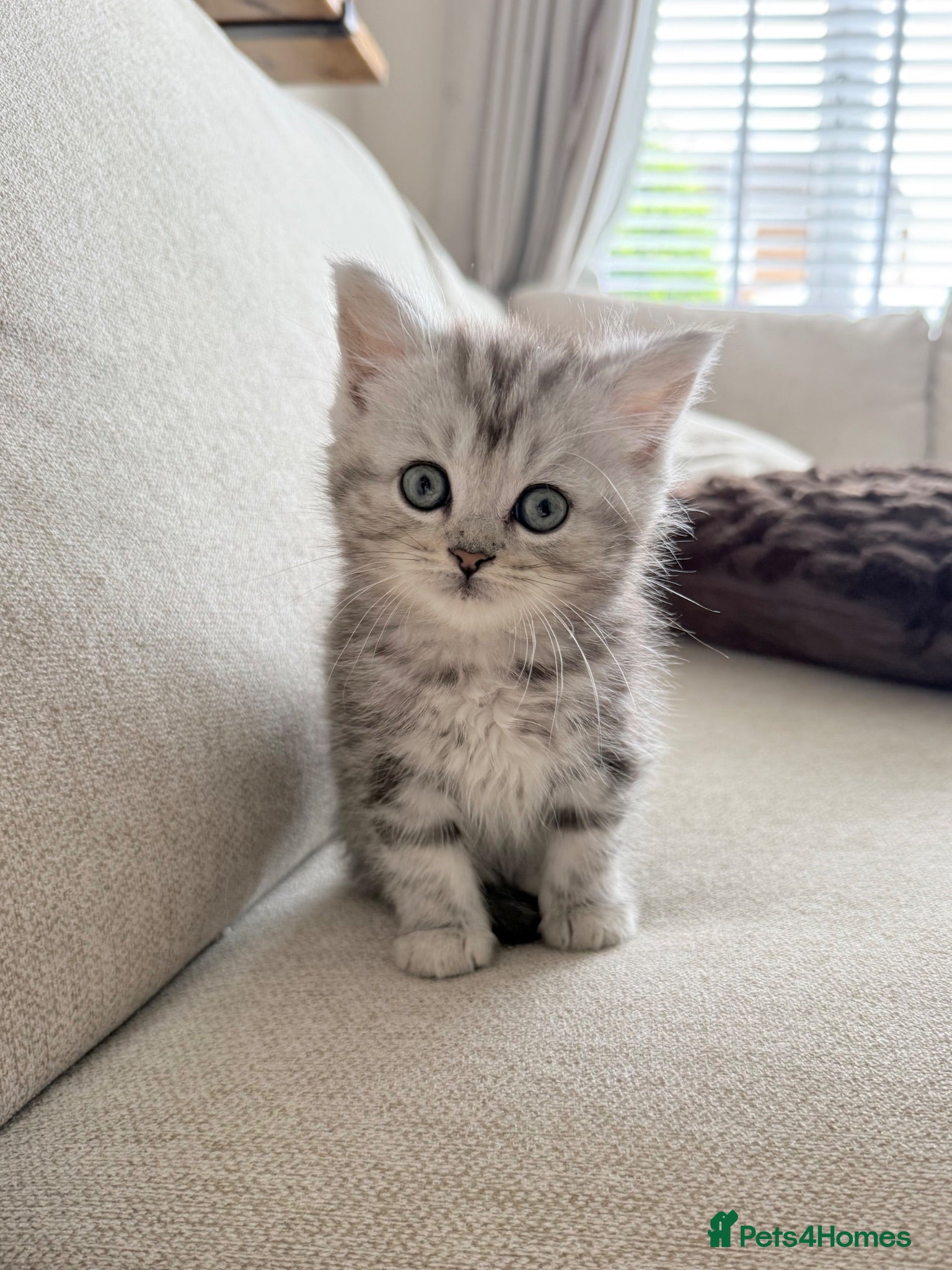 Persian cats Only 1 boy & 1 girl available 🥹 - Advert 2