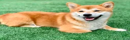 Japanese Shiba Inu dogs for sale: Japanese shiba inu puppies  - Advert 12