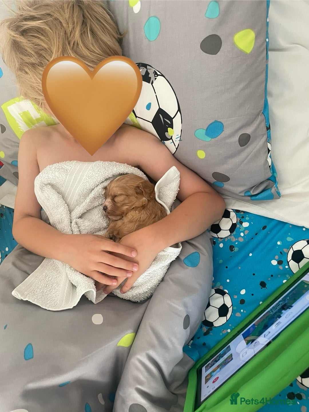 Cavapoo dogs for sale: Wonderful beautiful f1 champagne cavapoo babies  - Image 28