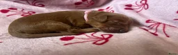 Cavapoo dogs for sale: Cavapoo puppies  - Advert 5