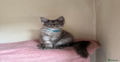 Maine Coon cats - Advert 15