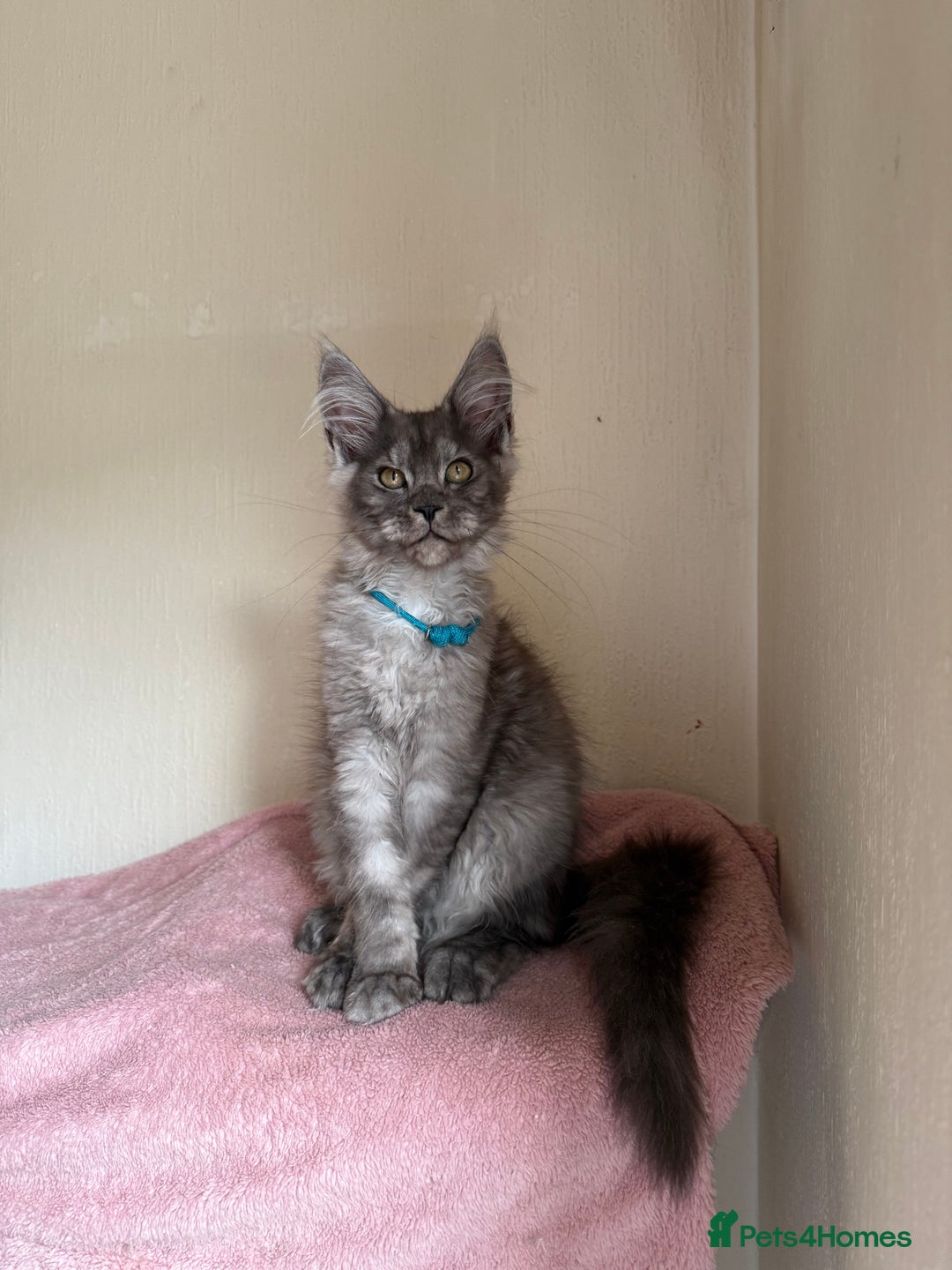 Maine Coon cats for sale: Pedigree GCCF Russian Import line Maine Coons - Image 3