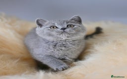 British Shorthair cats for sale: GCCF reg blue kittens  - Image 23