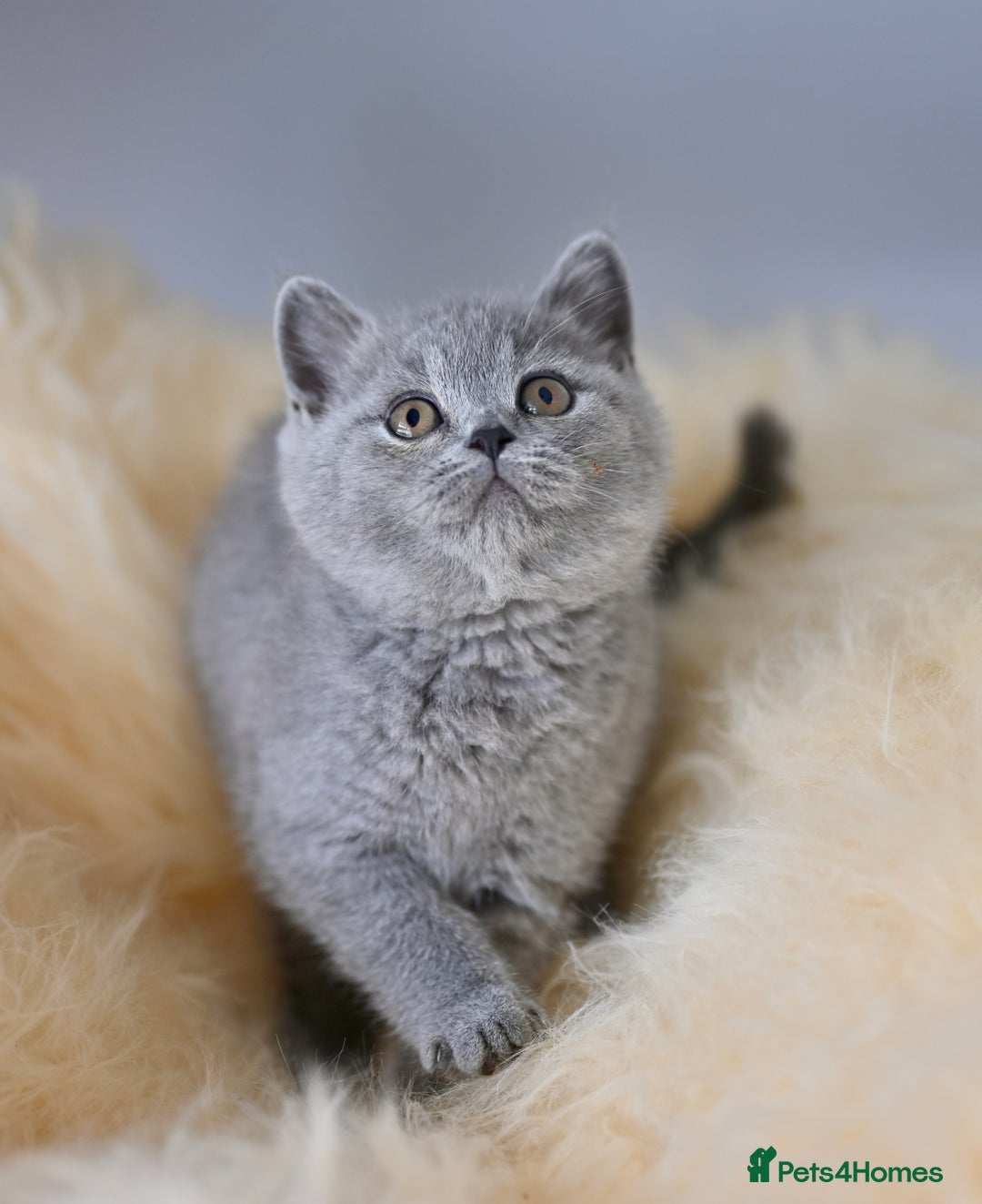 British Shorthair cats for sale: GCCF reg blue kittens  - Image 23