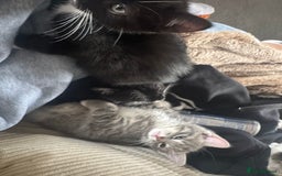 Mixed Breed cats for sale: 1 male grey and twin black girls  - Image 5