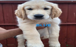 Golden Retriever dogs for sale: Offers Welcome - 2 Golden Retriever Pups Left in Leicester - Image 1