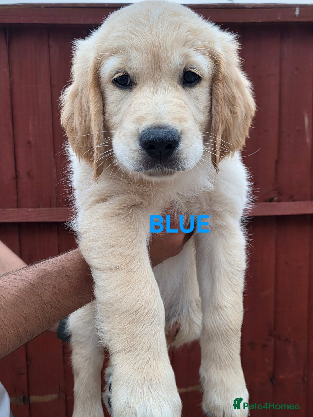 Golden Retriever dogs for sale: Offers Welcome - 2 Golden Retriever Pups Left in Leicester - Image 1