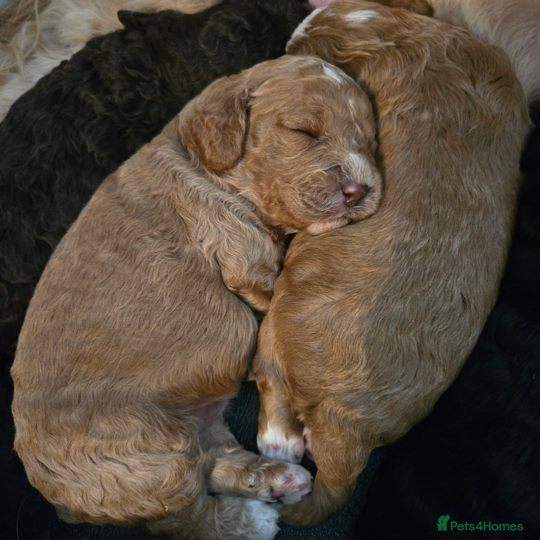 Cavapoo dogs for sale: Teddy bear cavapoo  - Advert 32