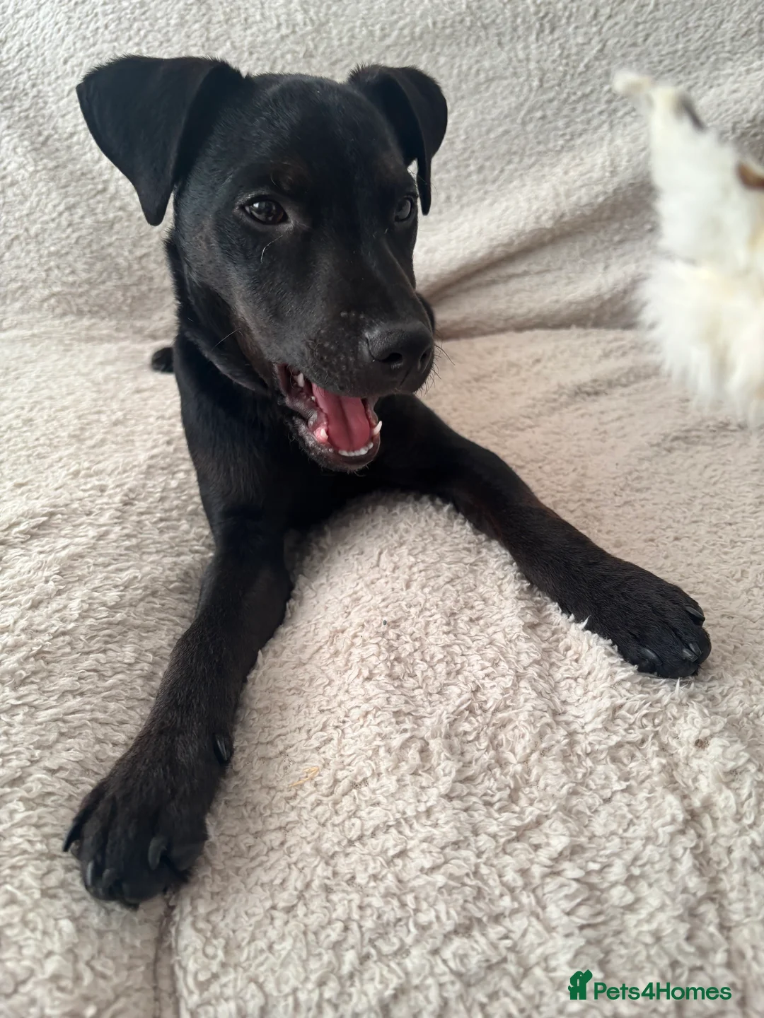 Patterdale Terrier dogs for sale: Patterdale cross pup  - Advert 6