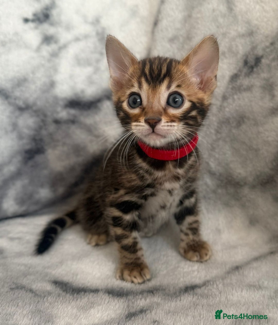 Bengal cats for sale: 🏡Gorgeous Bengal Kittens–Ready for Reservation 🐾 - Image 29