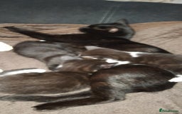 Mixed Breed cats for sale: 3 Kittens for Sale  - Image 6