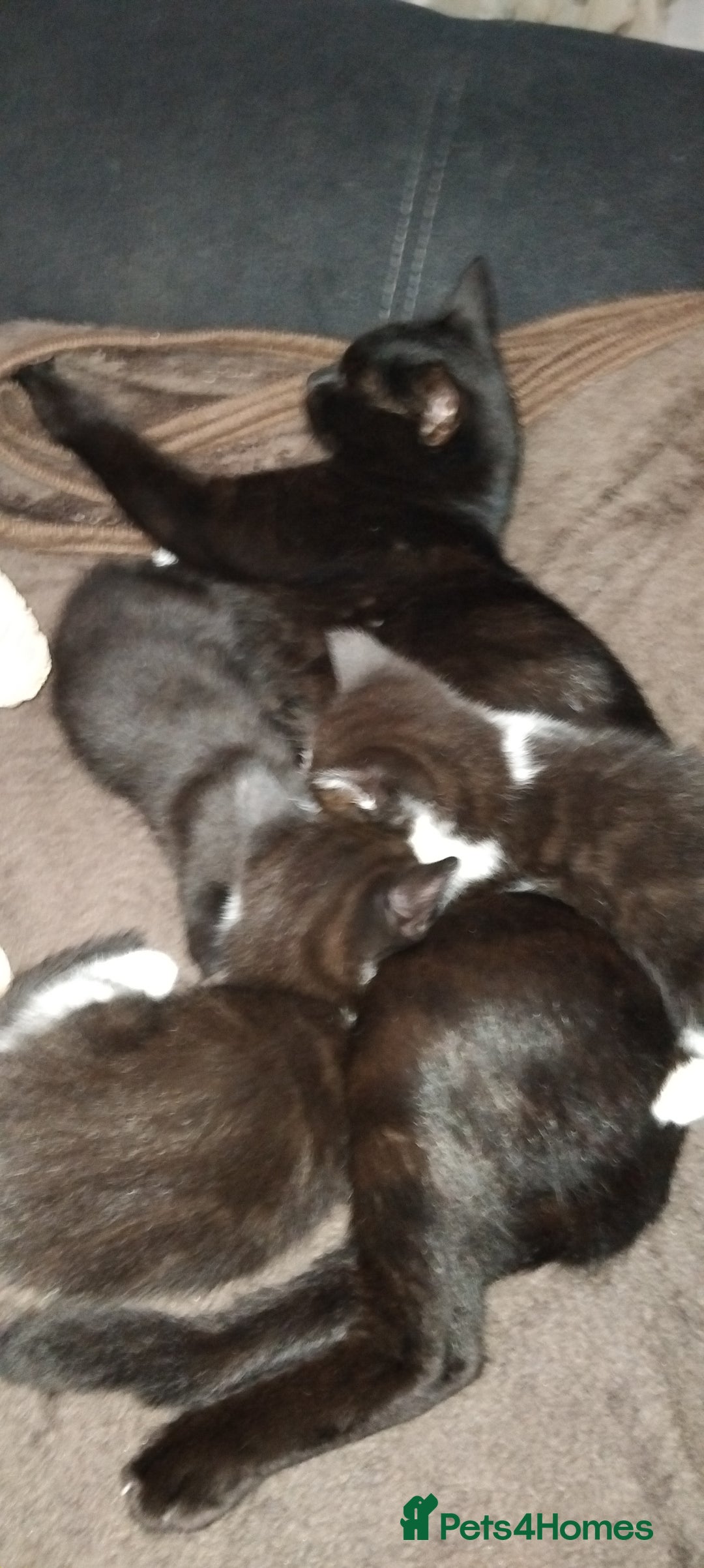 Mixed Breed cats for sale: 3 Kittens for Sale  - Image 6