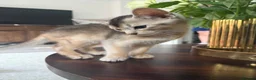 Abyssinian cats for sale: TICA Registered Abyssinian Kittens - Advert 5