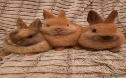 Netherland Dwarf rabbits for sale: Seven Litters Of Netherland Dwarf Babies - Image 1
