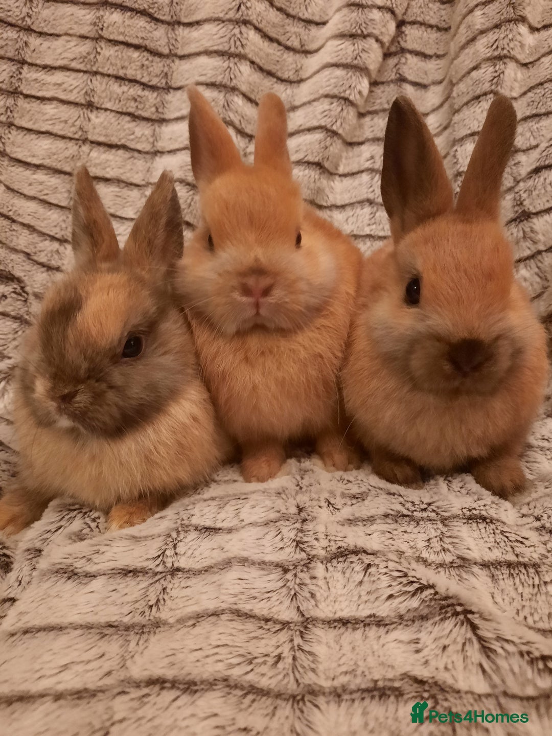 Netherland Dwarf rabbits for sale: Seven Litters Of Netherland Dwarf Babies - Image 1