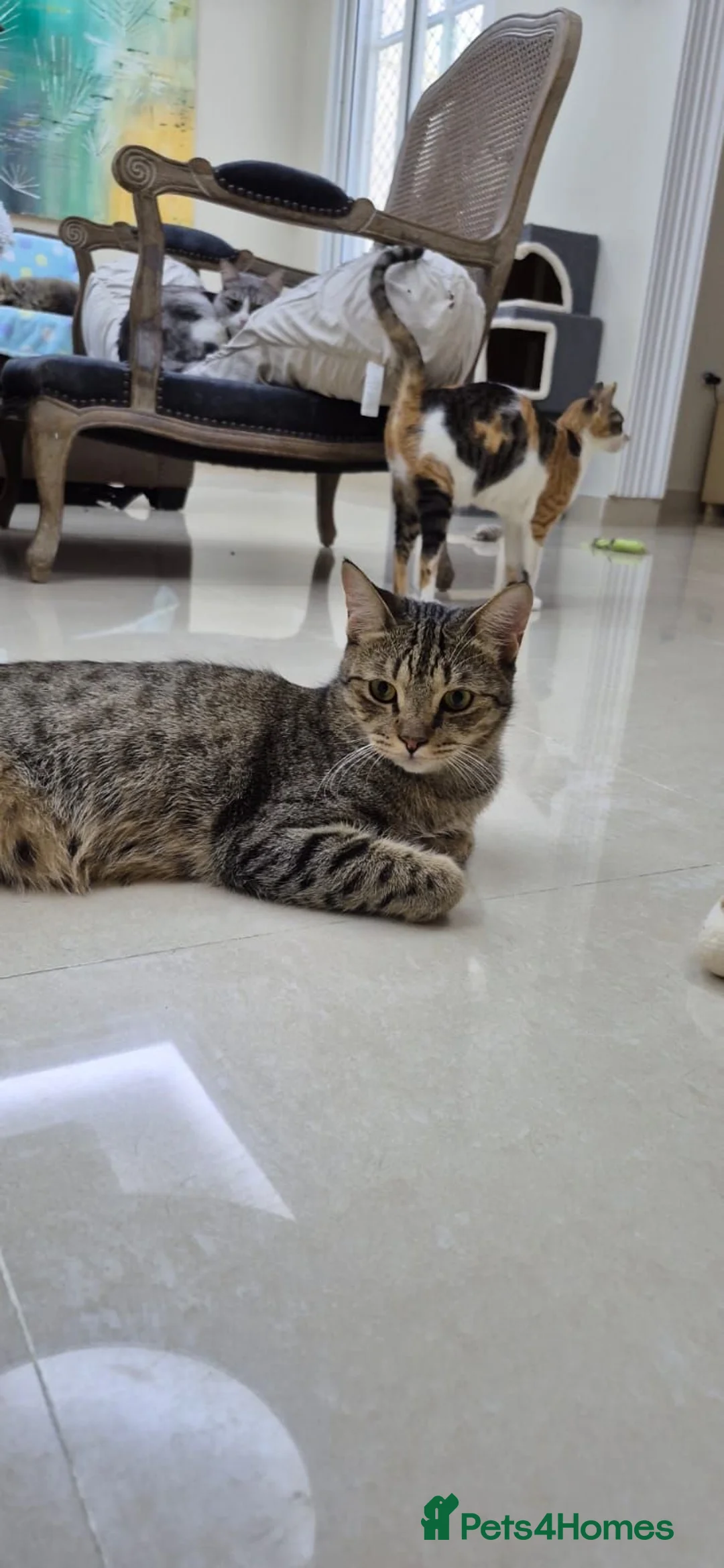 Arabian Mau cats for adoption: Frodo - Advert 2