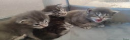 Maine Coon cats for sale: Tica Reg and fully health tested - Advert 16