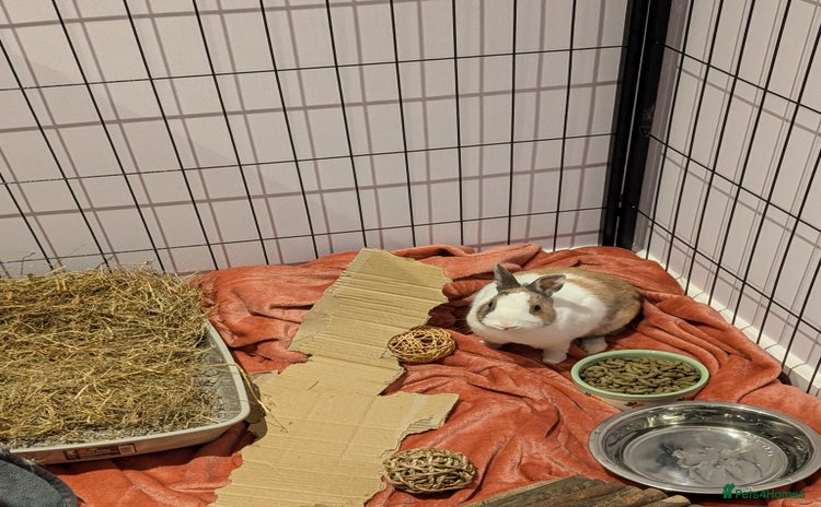 Dwarf Lop rabbits - Advert 1