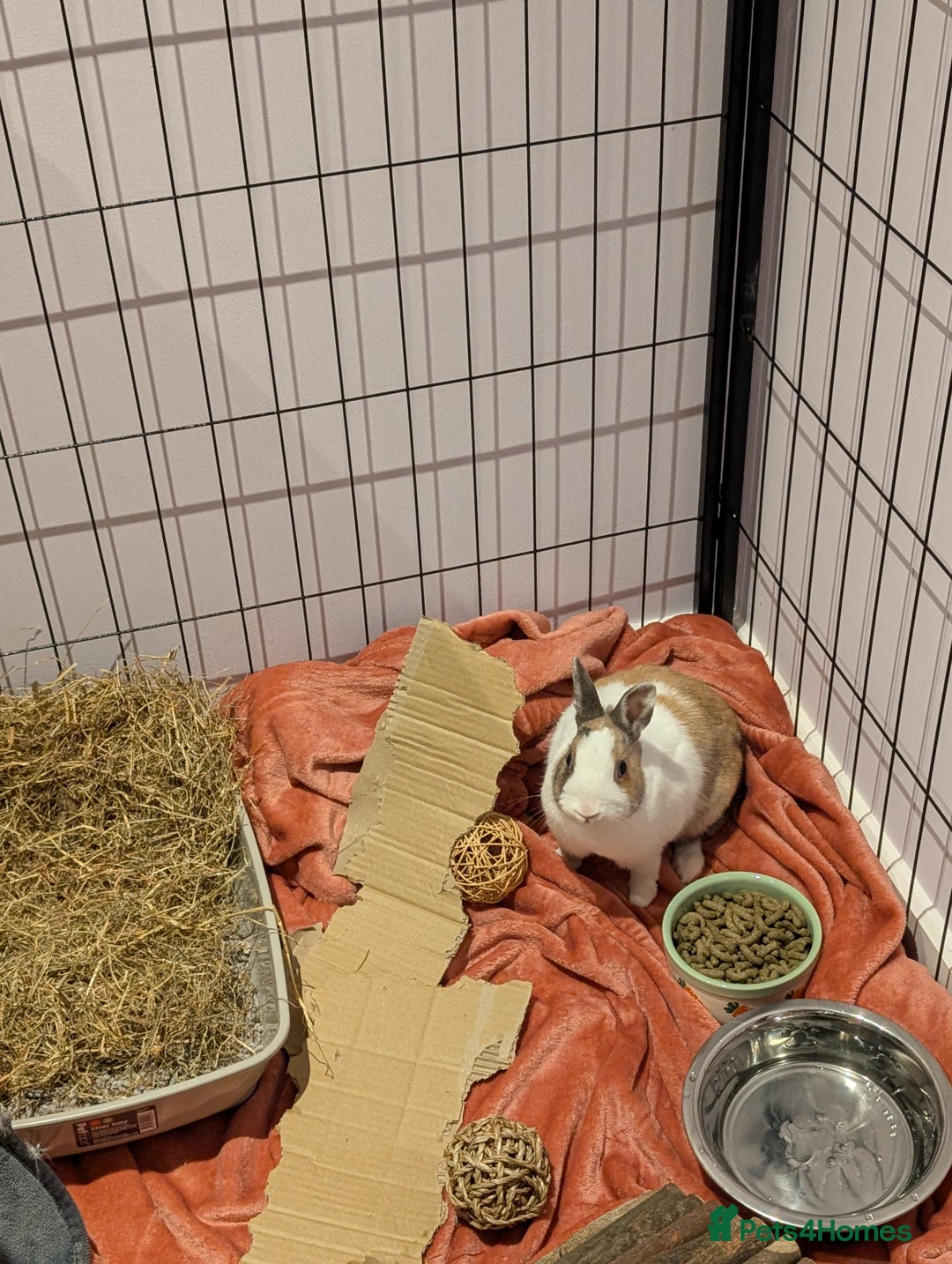 Dwarf Lop rabbits for sale: Neutered male dwarf lop - Image 1