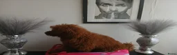 Miniature Poodle dogs for sale: Fox Red and Red puppies Boys and Girls available. - Advert 3