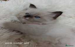 Ragdoll cats for sale: Adorable Ragdoll kittens - Image 8