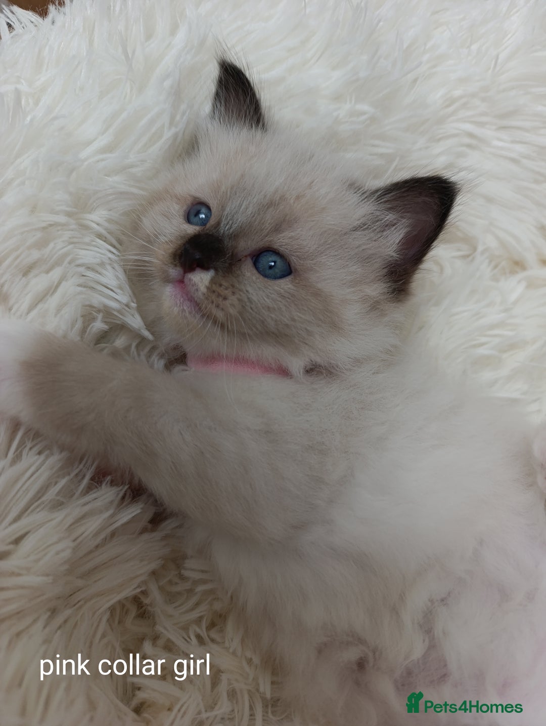 Ragdoll cats for sale: Adorable Ragdoll kittens - Image 8