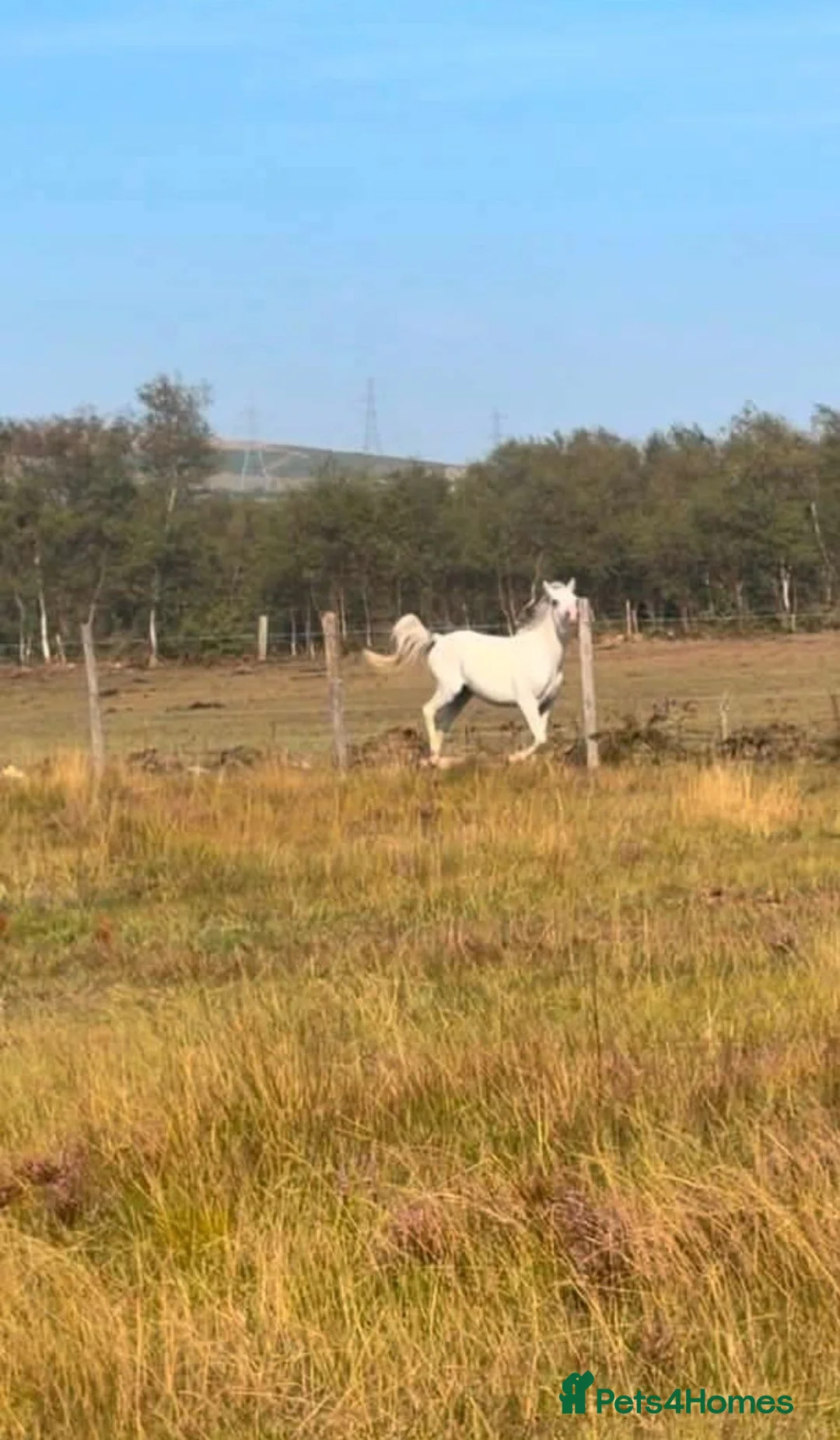 Welsh Section A horses for sale: DIVA... Looking for a 5 🌟 home. Section A Mare,  - Advert 2