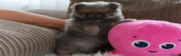 Pomeranian dogs for sale: Four small cute pups  - Advert 31