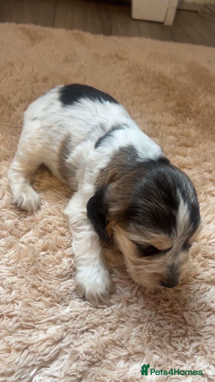 Cockapoo dogs for sale: 8 cockapoo puppys - Advert 13