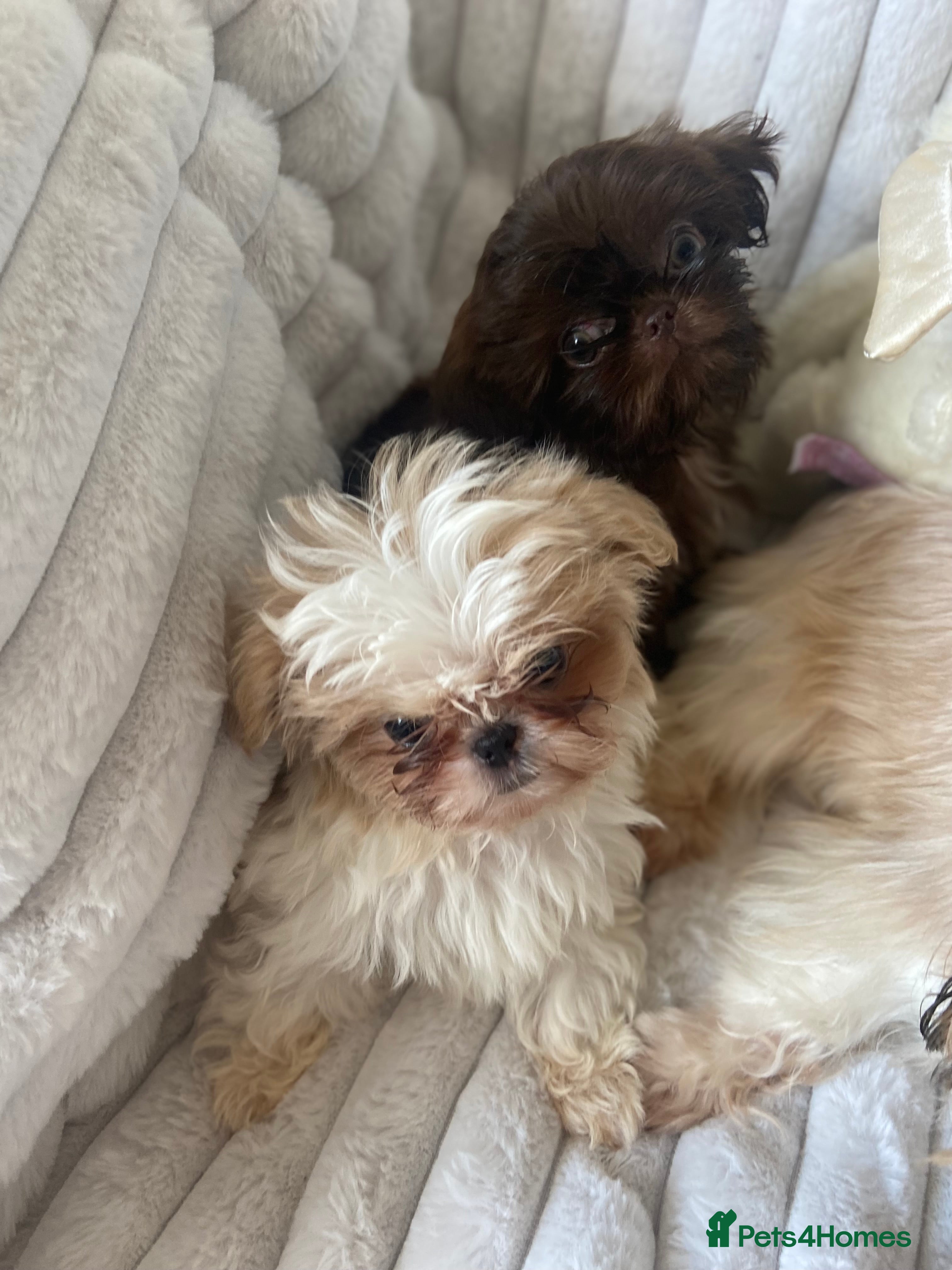 Shih Tzu dogs Beautiful imperial shihtzu boy pups - Advert 1