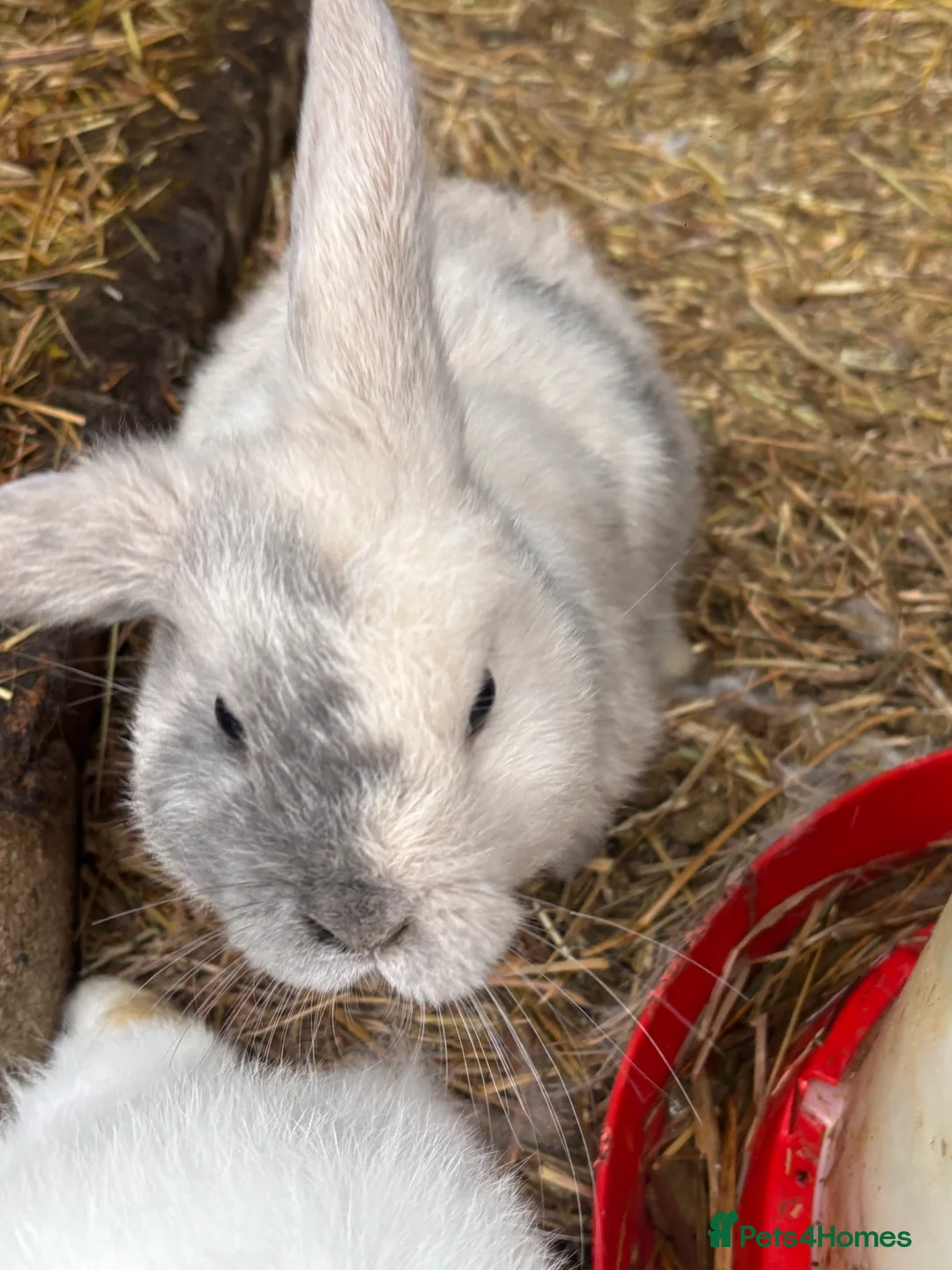 Mini Lop rabbits for sale: beautiful purebred white male mini lops  - Advert 12