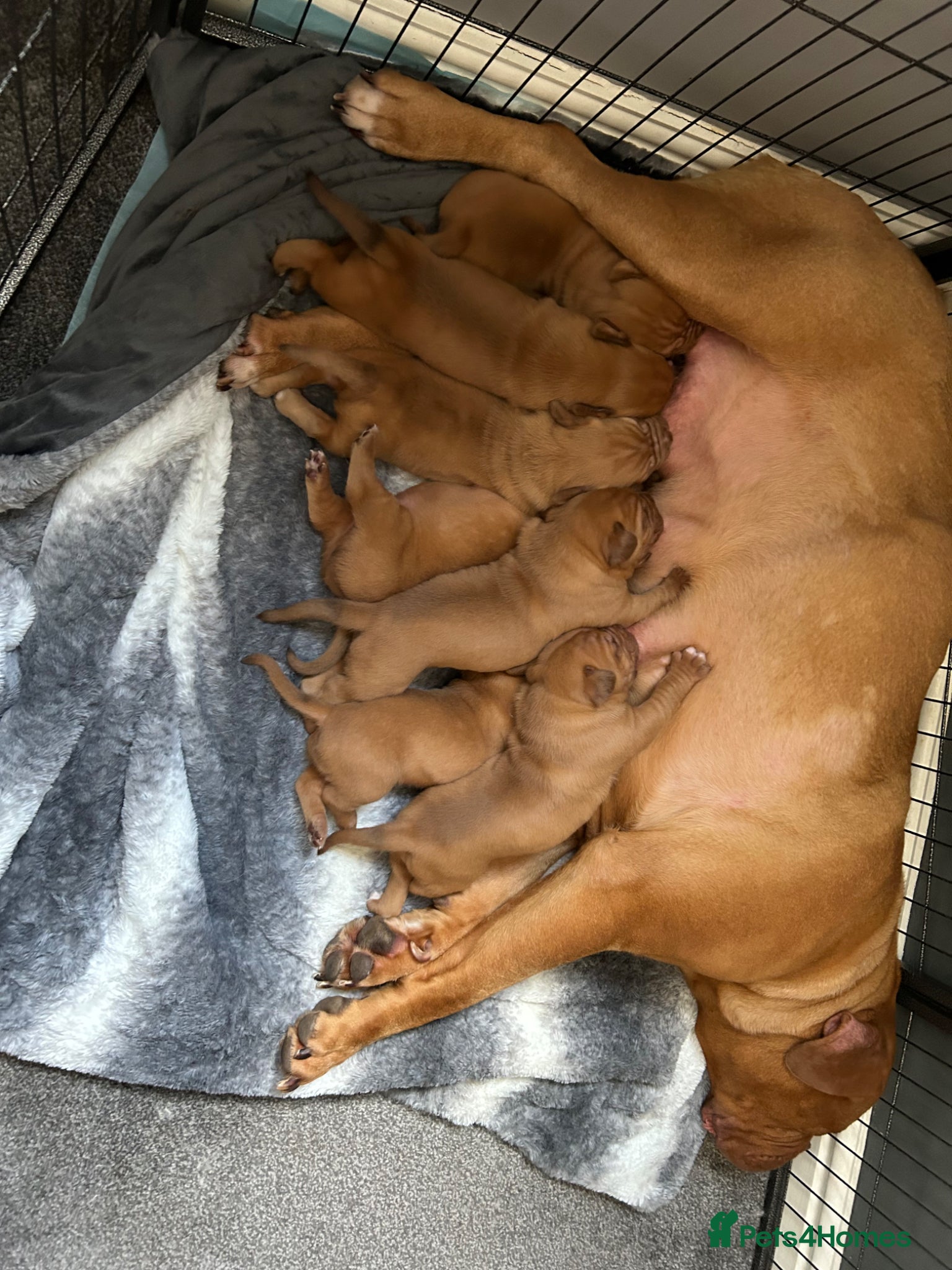 Dogue De Bordeaux dogs 4 DDB puppies - Advert 3