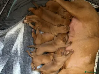 Dogue De Bordeaux dogs 4 DDB puppies - Advert 3